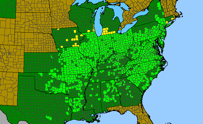 The range of Viburnum prunifolium